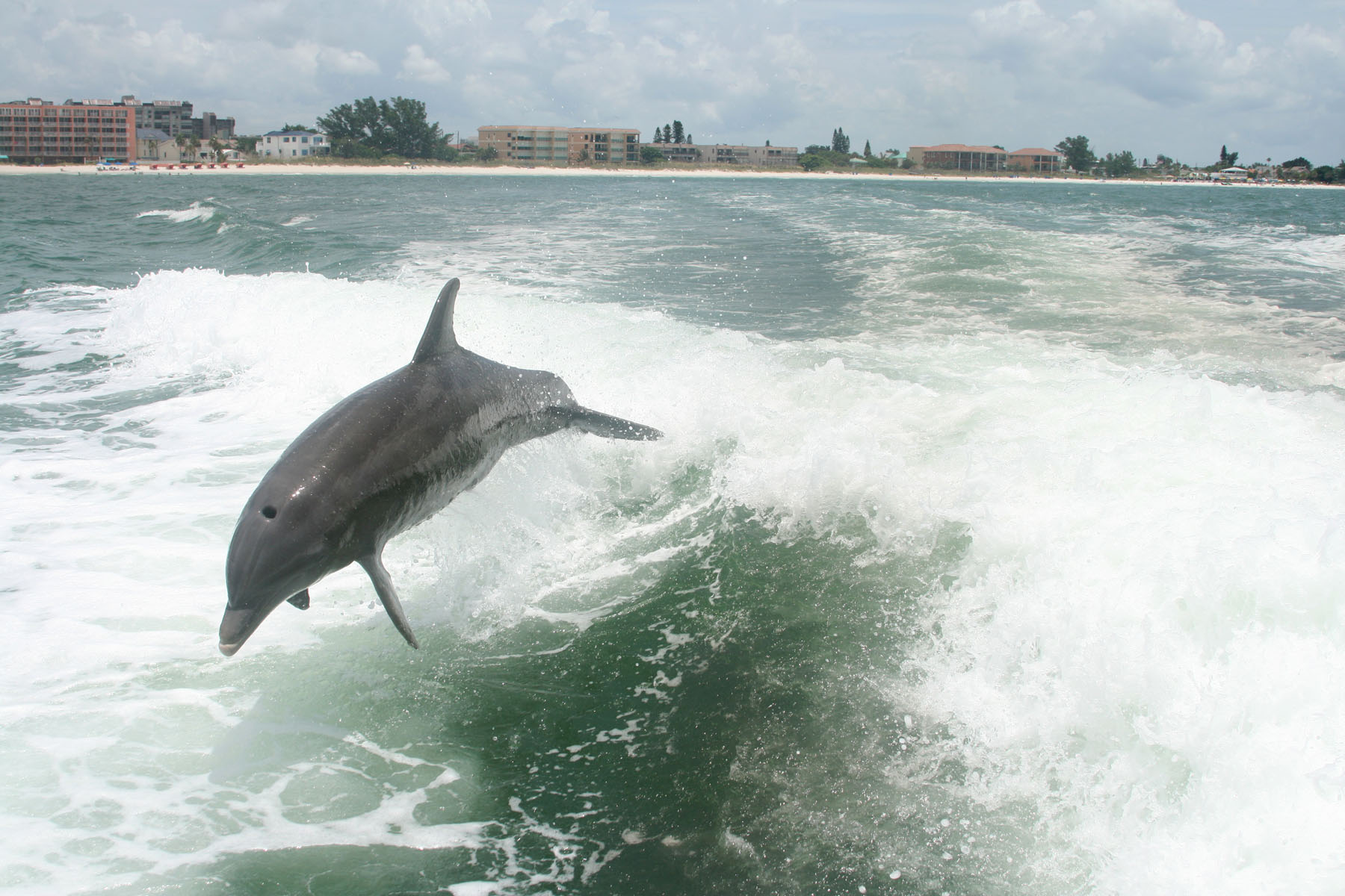 dolphin tours st petersburg